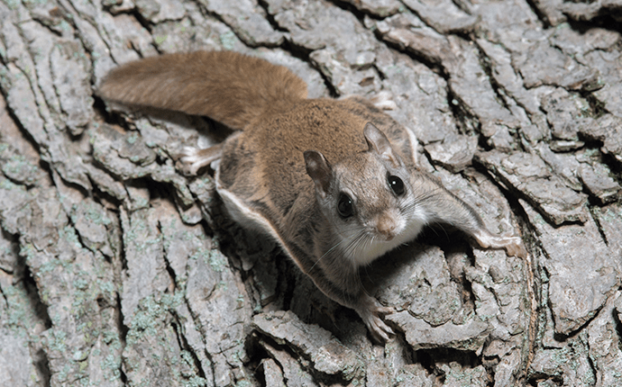 North Carolina Wildlife Identification Guide