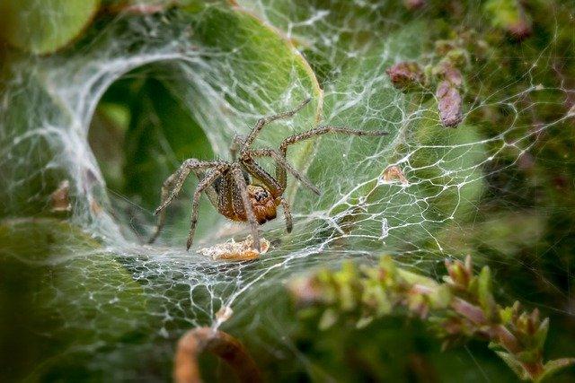 Funnel Web Spider in its web 