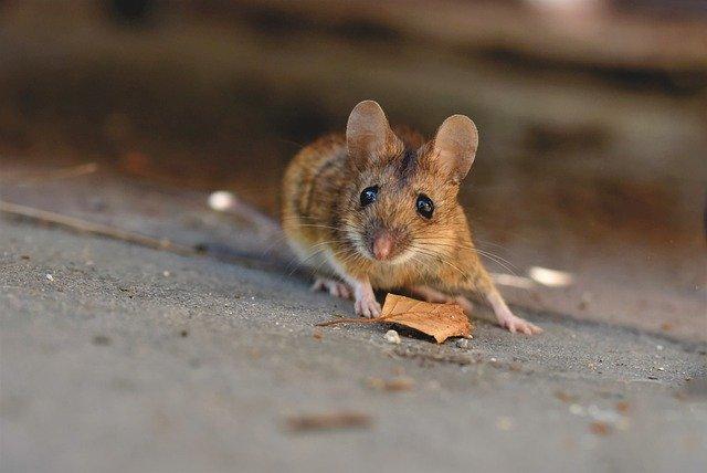 Mouse staring at camera by small leaf