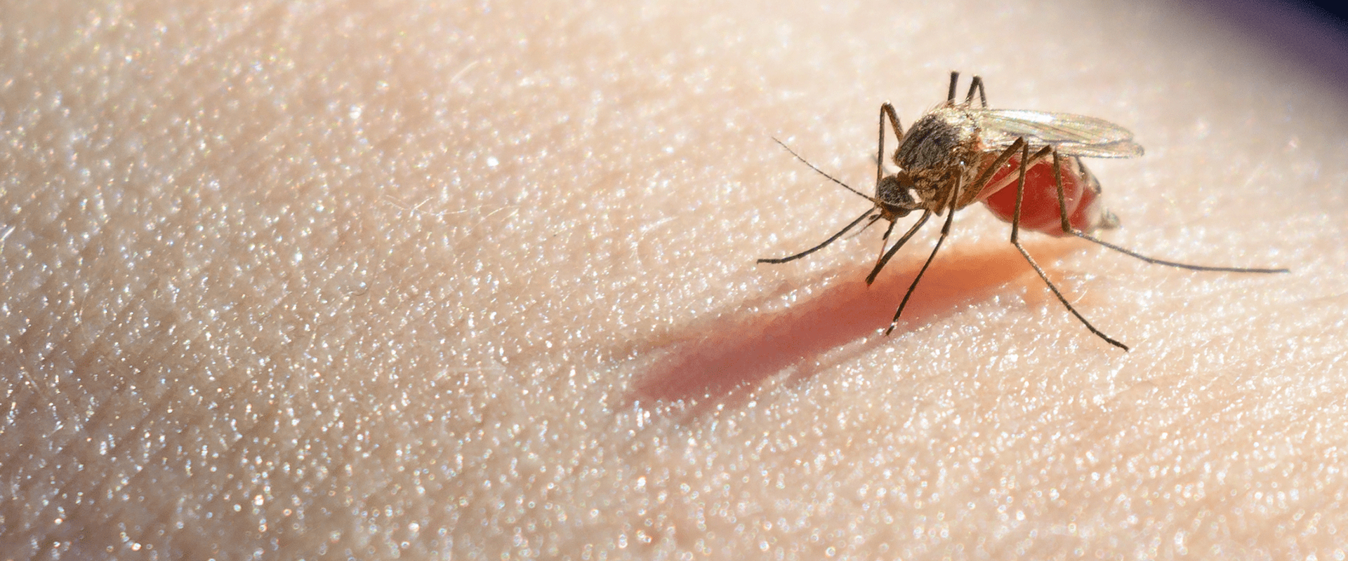 mosquito biting lenoir homeowner