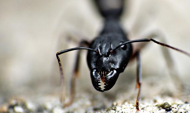 Ant closeup 