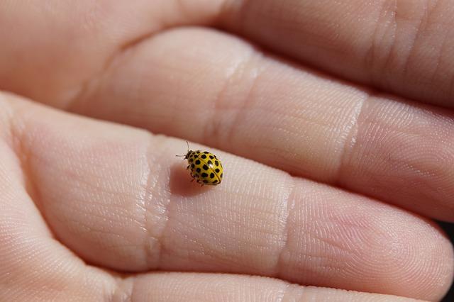 Ladybug on persons hand