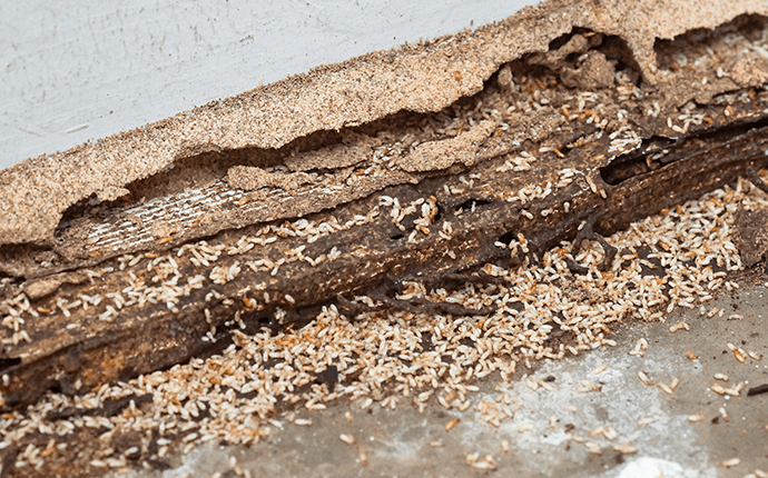 termites crawling over wood