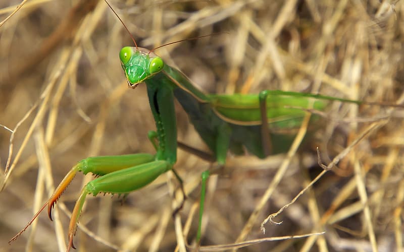 Blog Pest Positives How the Praying Mantis is Beneficial