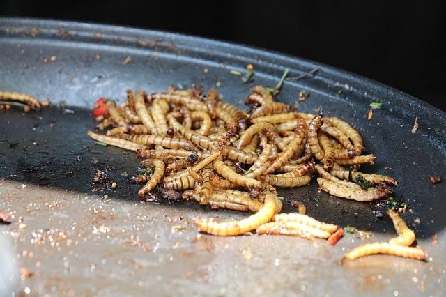 Mealworms in a pan 