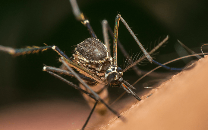 Learn More About Controlling Mosquitoes Around Your Newton NC Home mosquito sucking newton nc homeowners blood