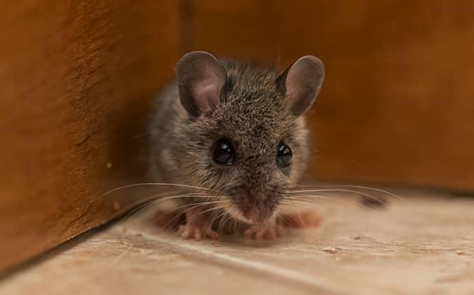 Why Rodents Are Such a Destructive Pest in North Carolina Homes