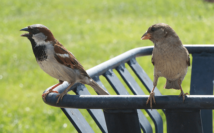 Tips to keep birds away