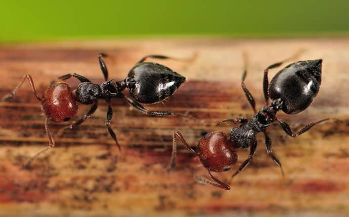 Learn How To Identify Acrobat Ants acrobat ants up close