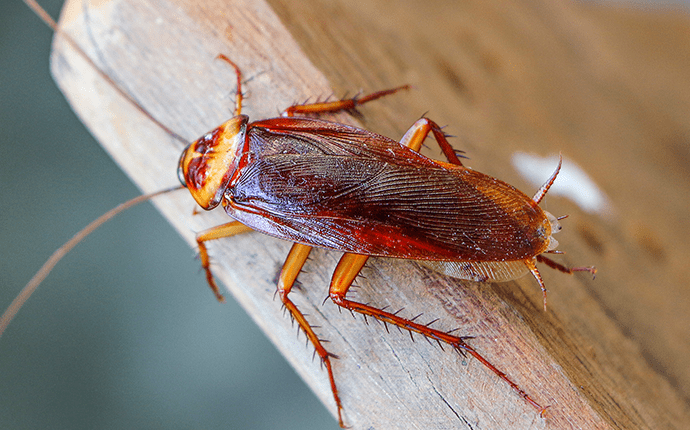 american cockroach on a cutting board in north carolina home