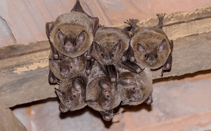 Learn More About Bats little brown bats hanging from a lenoir home attic