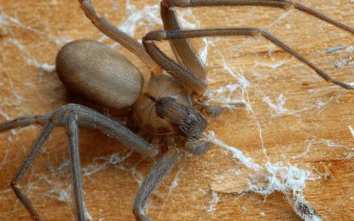 Brown Recluse Spider In Nc