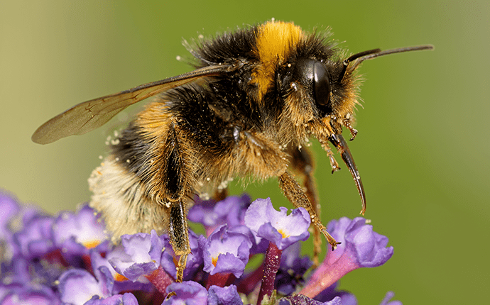 A Guide To North Carolina S Stinging Insects