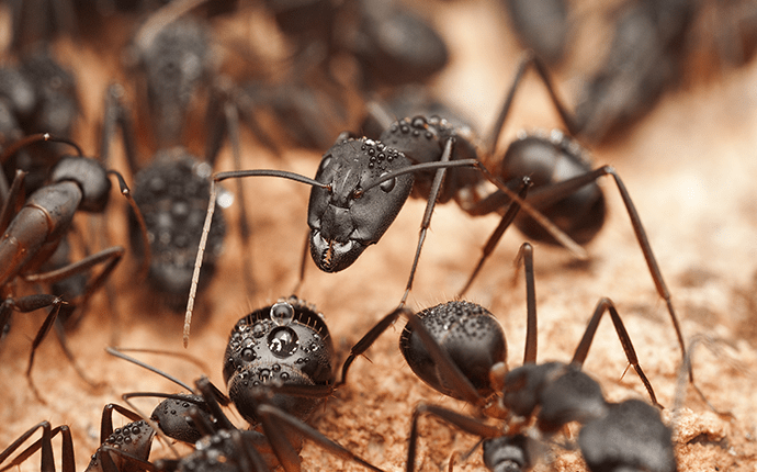 Learn More About Ants In NC carpenter ants looking for food outside lenoir home