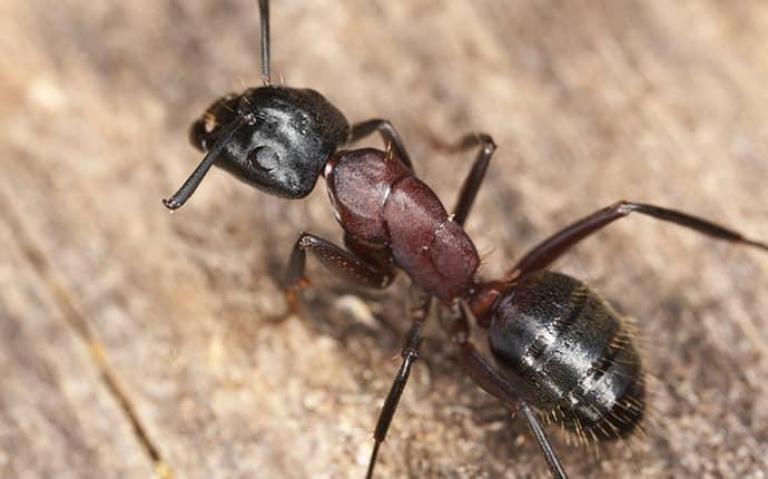 argentine ants