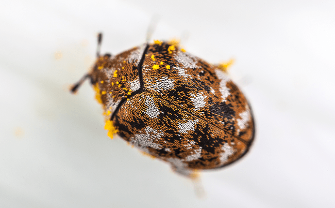 Find Out More About Carpet Beetles carpet beetle on a sheet in lenoir home