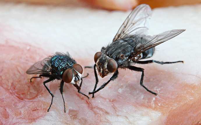 Learn More About Cluster Flies In NC cluster flies on a kitchen counter in lenoir nc