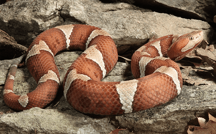 Learn More About Copperhead Snakes copperhead snake outside lenoir home