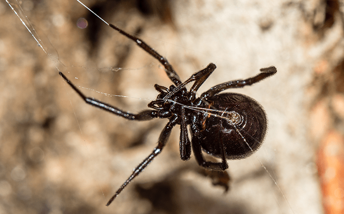 A 1 S Guide To Venomous Non Venomous Spiders In Nc