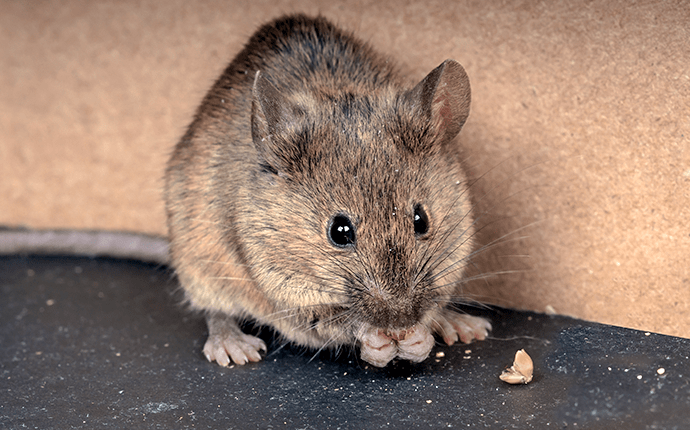 Learn More About Mice Around Your Lenoir Home house mouse in a corner of lenoir home