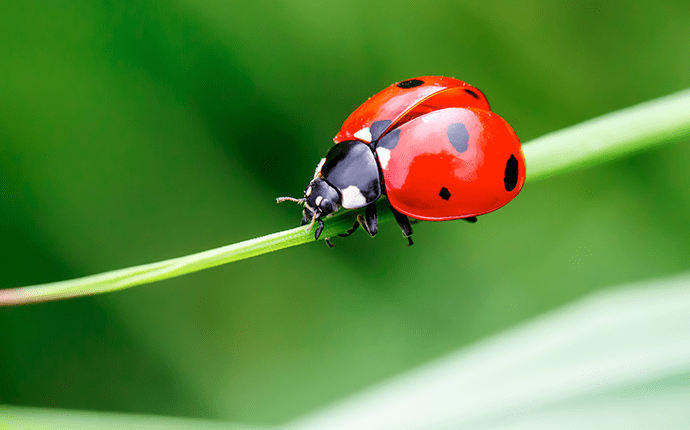Learn More About Ladybugs ladybug up close