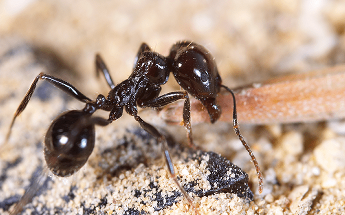 Little Black Ant 