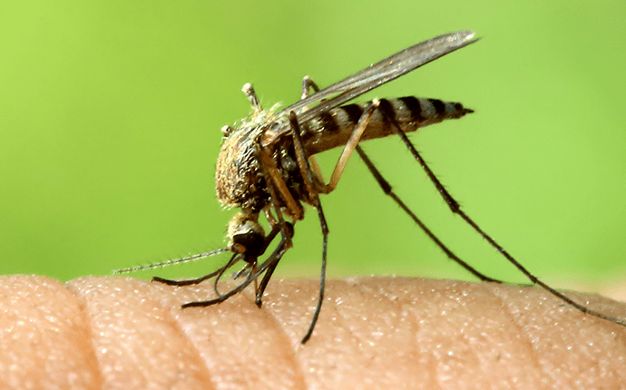 Learn More About Mosquitoes In North Carolina mosquito biting lenoir homeowner outside