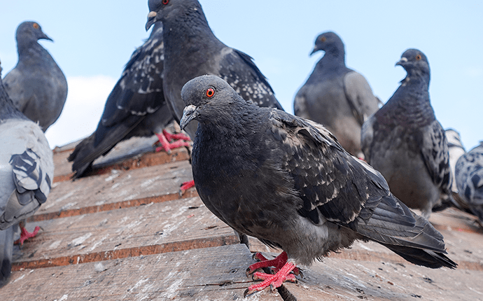 Learn More About The Different Pest Birds In North Carolina pigeons on a lenoir businesses roof