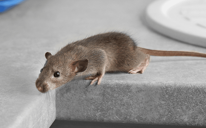 Learn More About Rats In North Carolina rat on a kitchen counter in lenoir