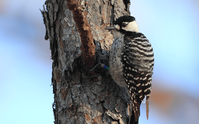 Find Out How To Prevent Woodpeckers Around Your Home woodpecker on a tree branch outside north carolina home