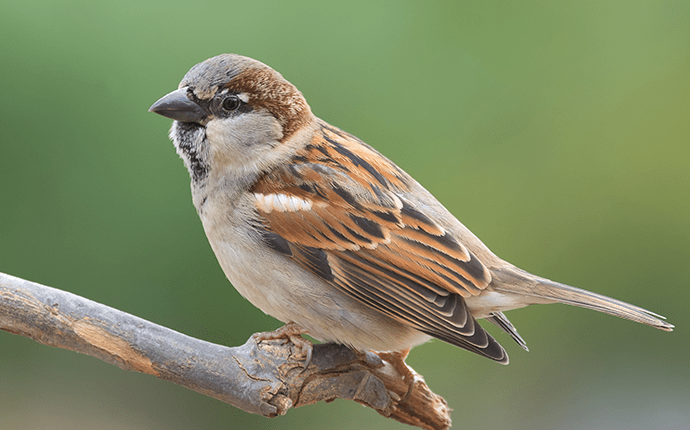 Pest Bird Identification | Starlings, Sparrows, Pigeons & More