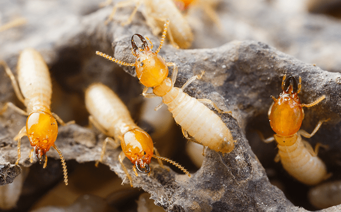 termite colony outside lenoir home