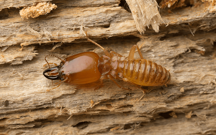 Discover The Difference Between Termite Soldiers And Workers termite soldier on infested wood