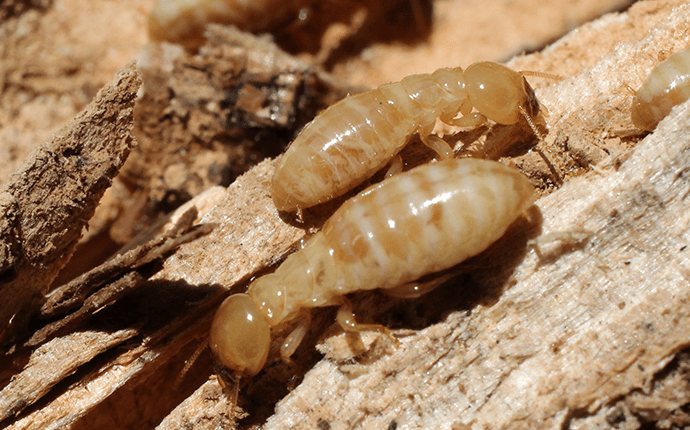 termite workers on a rotten log