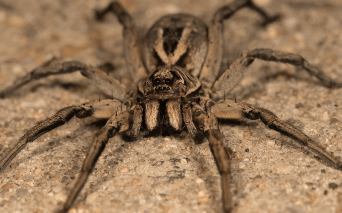 north carolina wolf spider