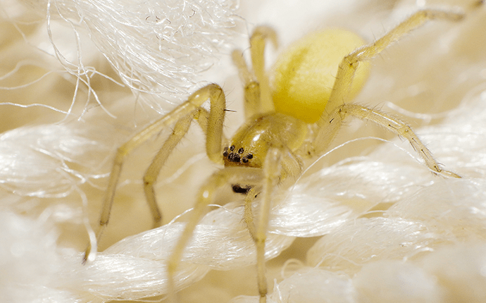 yellow translucent spider babies