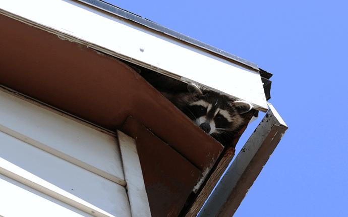 Raccoons Invade Through Holes In Roofs raccoon in roof