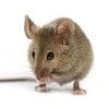 rodent pest id icon