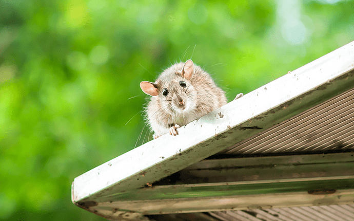 Learn More About Roof Rats In North Carolina roof rat on lenoir home roof