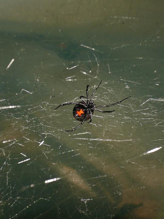Black widow in web 
