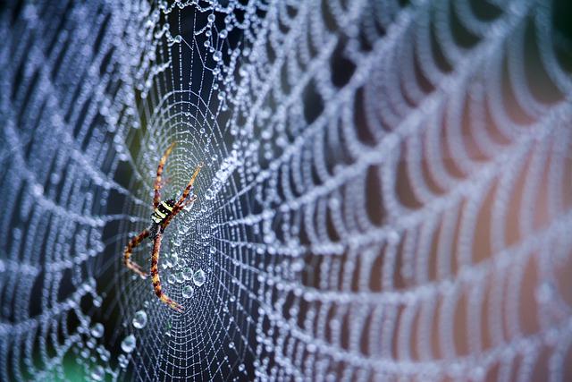 Orb Weaver spider in web 