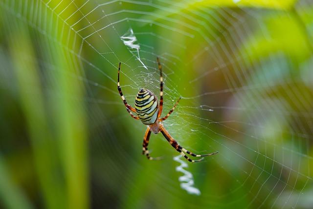 Orb Weaver spider in web 