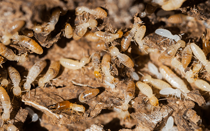 termite swarm outside of statesville home