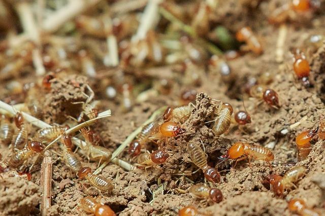 Termite colony 