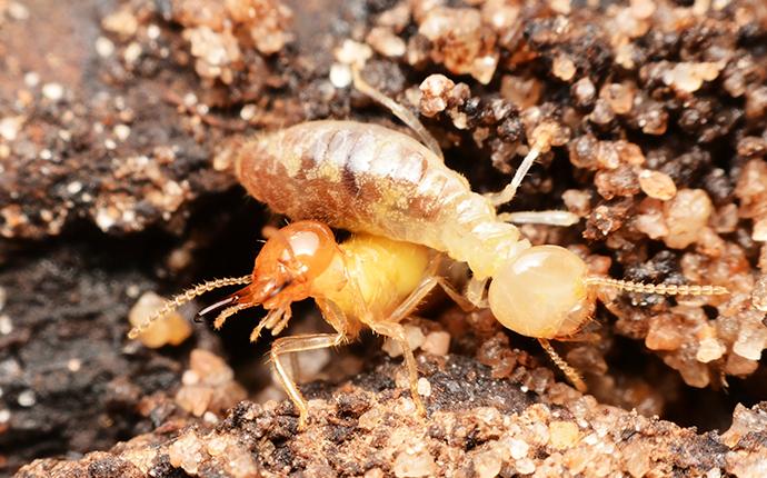 termites up close in gastonia nc