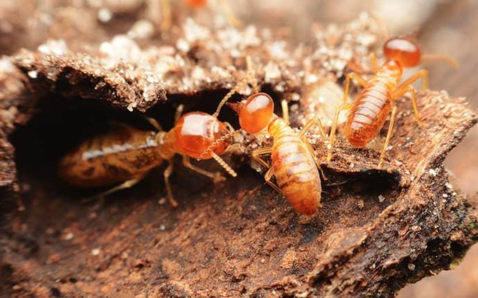 Sherrils Ford NC Termite Control termites near a sherrils ford home