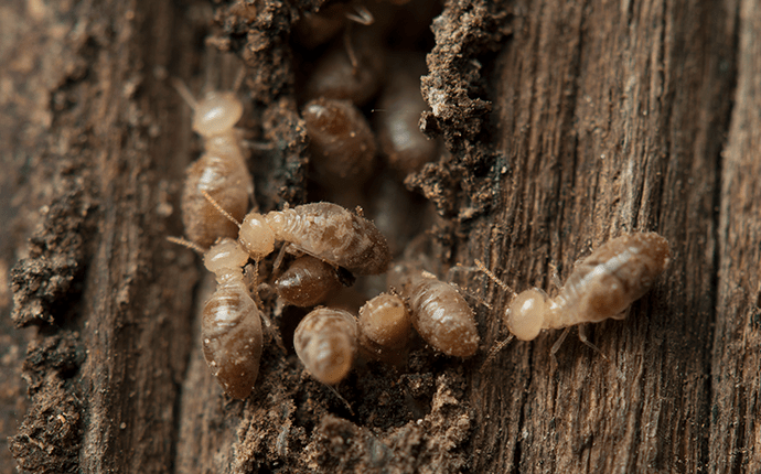 termites infesting wood in blowing rock nc