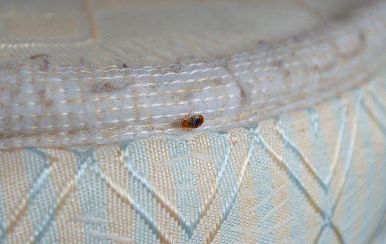 a single bed bug on the edge of a mattress