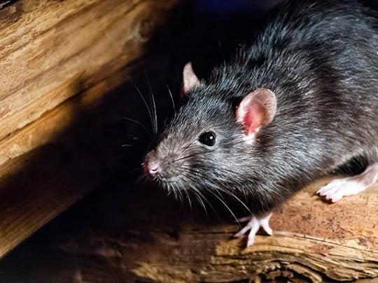 How to Get Rid of Mice - Tips to Prevent Mice