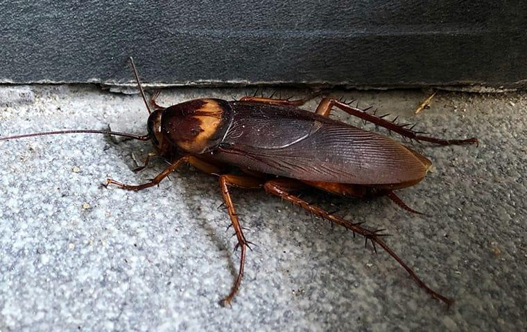 cockroach in corner of room